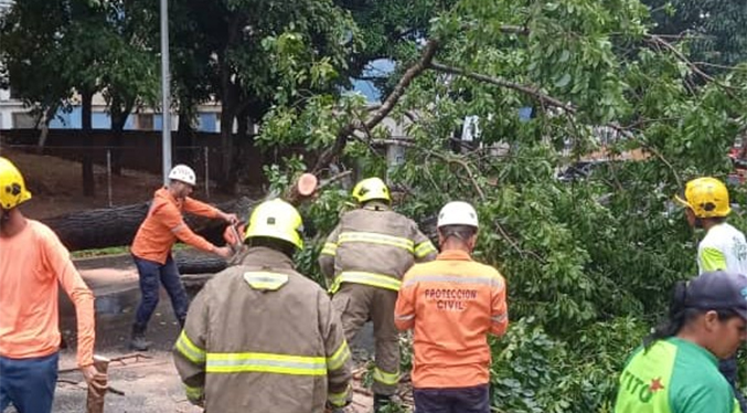 Lluvias dejan árboles caídos en Puerto Ordaz