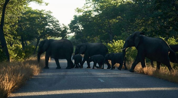 La falta de agua provoca la migración masiva de elefantes en Zimbabue
