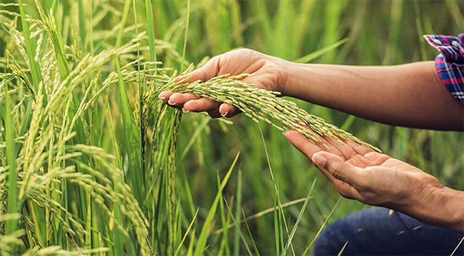 Fedeagro propone bases de una política pública para salvar producción de cereales