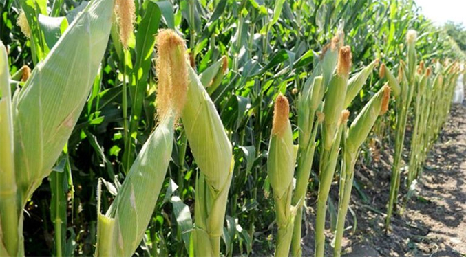 Denuncian que están en riesgo las cosechas de maíz en Portuguesa por falta de gasoil