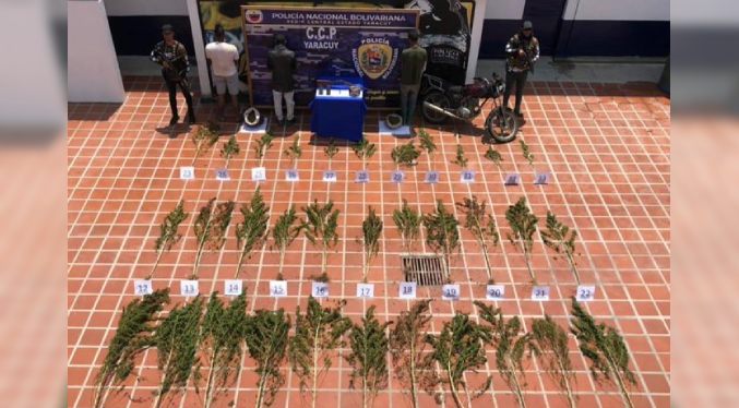 Detienen a tres personas por el tráfico de casi 22 kilos de marihuana en Yaracuy