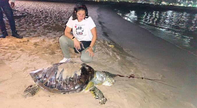 Hallan tres tortugas marinas muertas en costas de Anzoátegui
