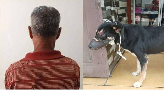 En Mérida un hombre apuñala a un perro porque «le ladró»