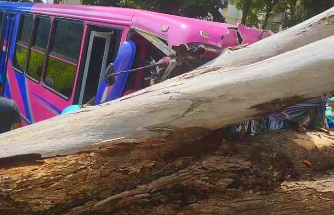 Caída de un árbol sobre un autobús deja 10 lesionados en Mérida