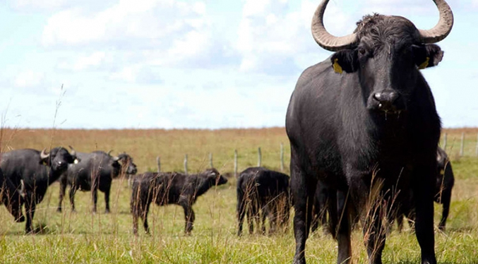 Aseguran que al menos 45 % de la leche que se consume en Venezuela es de búfalo