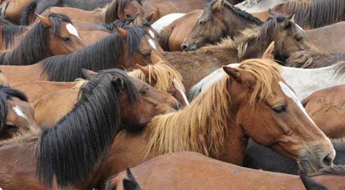 Alerta en Argentina por brotes de virosis febriles que afecta a caballos y humanos