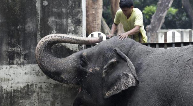 Fallece la solitaria Mali, el único elefante que quedaba en Filipinas