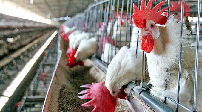 México levanta cuarentena tras casos de gripe aviar