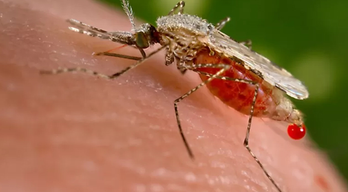 Investigadores buscan erradicar la malaria, que vive un repunte en Venezuela