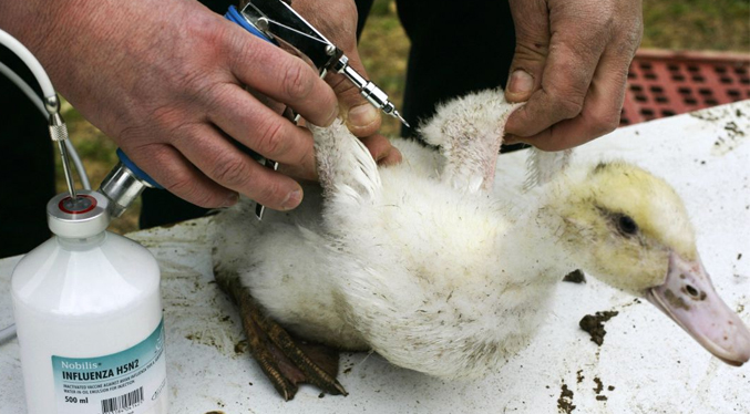 Hungría sacrifica 51 mil patos por un nuevo foco de gripe aviar