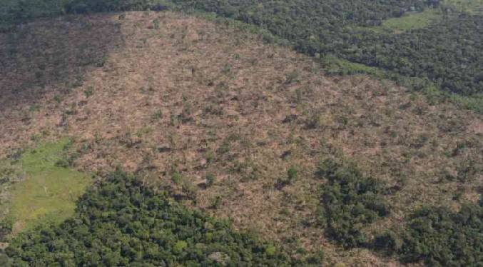 El 42 % de los bosques vírgenes de la Amazonía no tiene protección y puede desaparecer