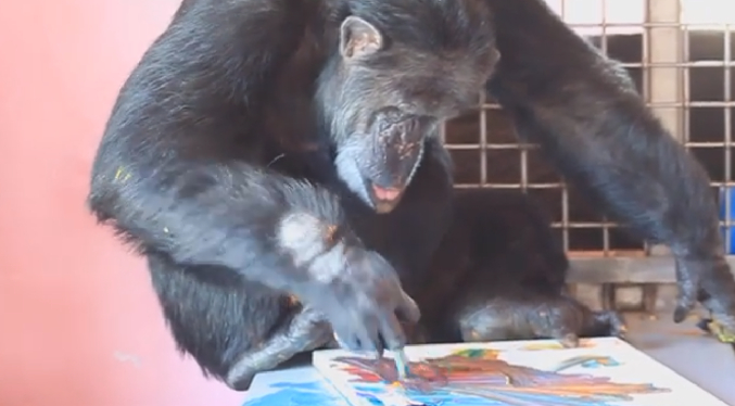 Santuario de Florida recauda fondos con… ¡pinturas hechas por chimpancés!