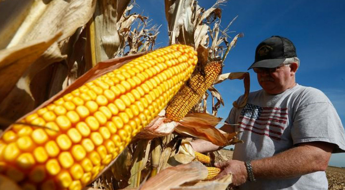 Reportan baja cosecha de maíz por escasez de combustible