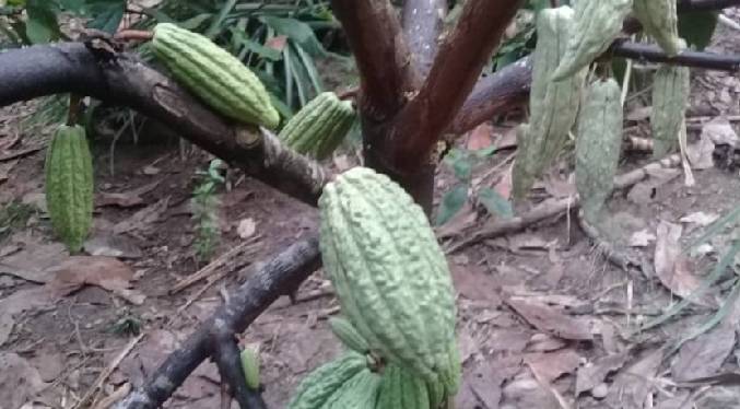 ASOPROCAVE propone modernizar plantaciones cacaoteras