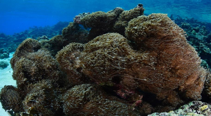 Autoridades venezolanas buscan contener la invasión de un coral asiático en aguas del mar Caribe