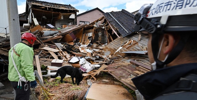 Elsa, una perra socorrista, busca sobrevivientes tras el sismo en Japón