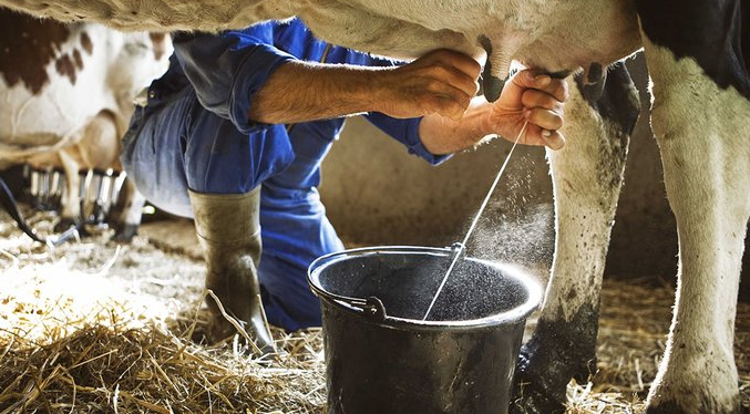 Sector de la leche urge por políticas para abastecer el mercado con la producción nacional
