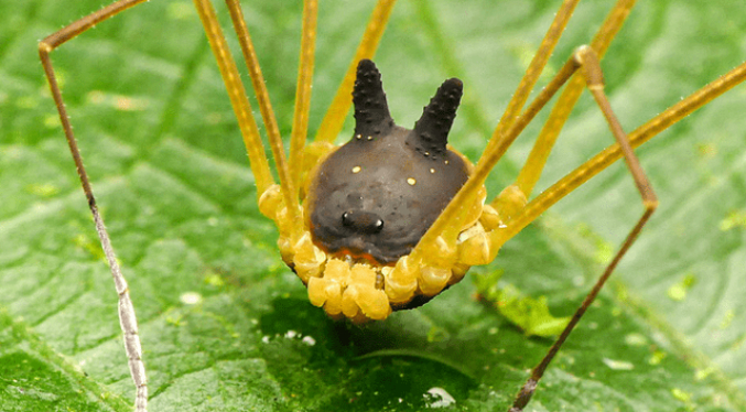 Así es la extraña araña con «cabeza de perro» que fue encontrada en la selva amazónica