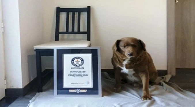 Récord Guinness revisa el título de Bobi como el perro más longevo del mundo