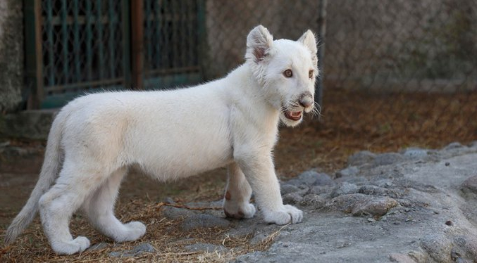 Autoridades verifican evolución de dos leones blancos en Zoológico Las Delicias