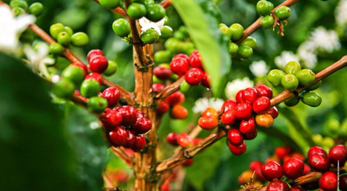 Fedeagro advierte que situación del cultivo de café empeora