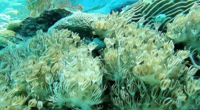 Depredadores naturales podrían limpiar las zonas afectadas por el coral invasor Unomia en Venezuela