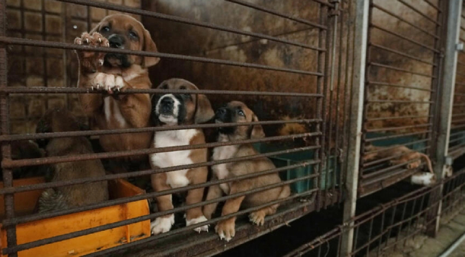 Corea del Sur prohíbe comer y vender carne de perro a partir de 2027