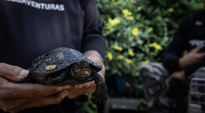 Ambientalistas rescataron 22 animales cubiertos de petróleo del Lago de Maracaibo en 2023