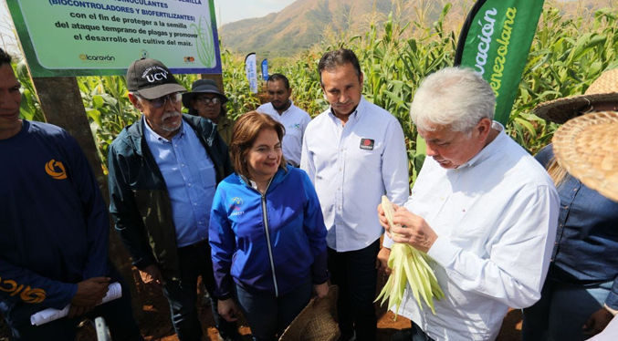 Inicia plan de producción agroecológica de maíz en Venezuela