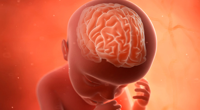El consumo de antidepresivos durante el embarazo afecta el desarrollo cerebral del feto