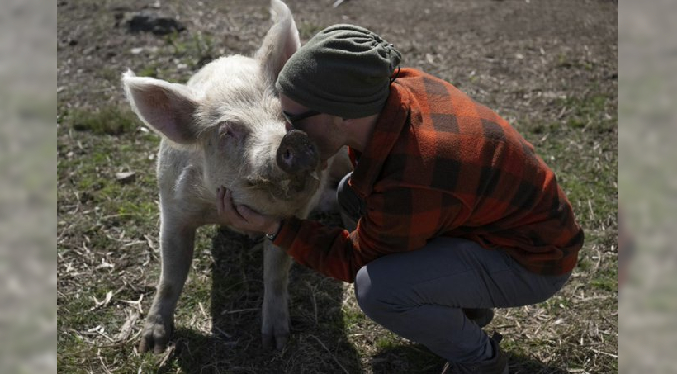 La pedicura para cerdos, el «exitoso» negocio de una quiosquera en Francia (Video)