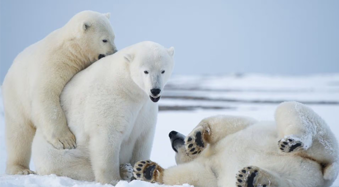 Osos polares corren el riesgo de morir de inanición si el verano ártico se alarga