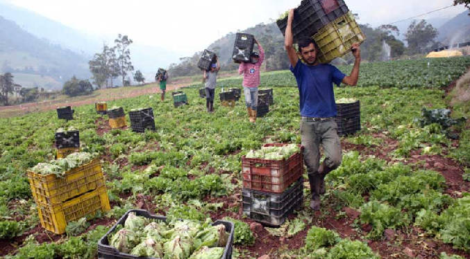 Fedeagro asegura que debilitamiento de las lluvias beneficia a los productores