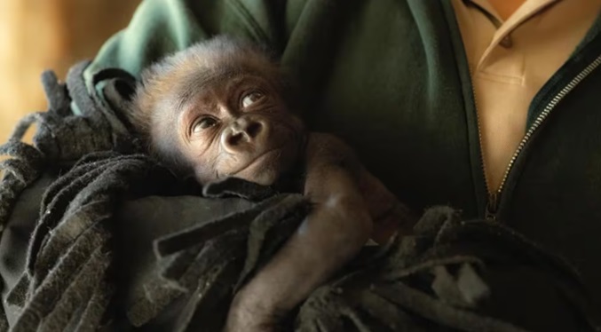 Jameela, la gorila bebé cuyo nacimiento se convirtió en un milagro