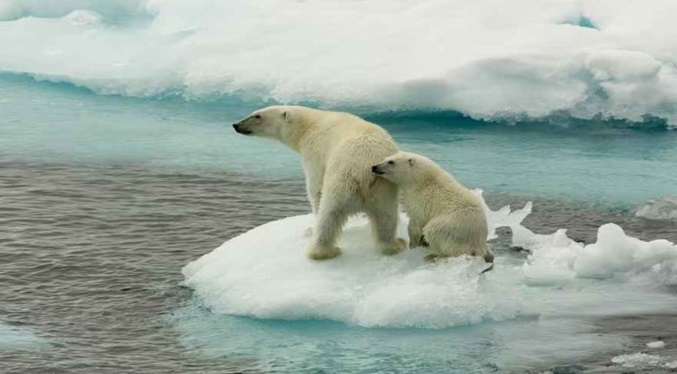 Cambio climático: así es la lucha desesperada de los osos polares por encontrar comida en un Ártico que se derrite