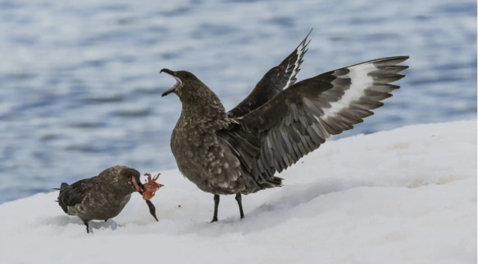 Científicos españoles confirman presencia de gripe aviar en la Antártida
