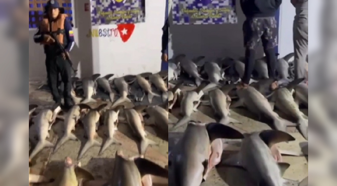 Detienen a tres pescadores con 26 tiburones desmembrados en Sucre