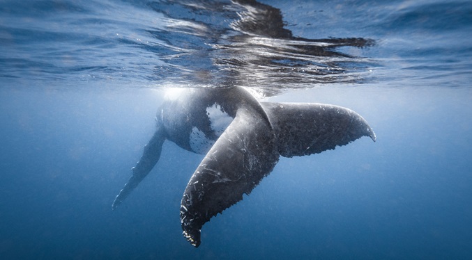 El rey de un pueblo indígena en Nueva Zelanda pide reconocer a las ballenas como personas
