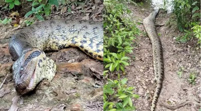 Hallan muerta a la anaconda más grande del mundo en el Amazonas