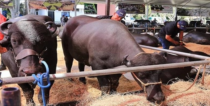 Venezuela se ubica en el primer lugar de América en cría de ganado bufalino