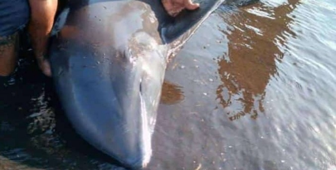 Delfines aparecen sorpresivamente en las orillas de una playa en el estado Falcón
