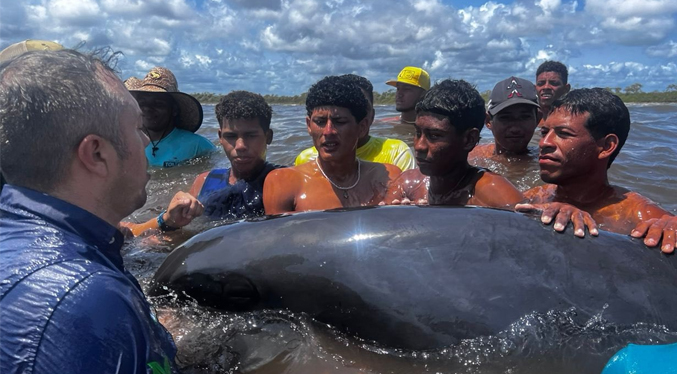 Rescatan más de 200 delfines que quedaron varados en una playa del estado Falcón