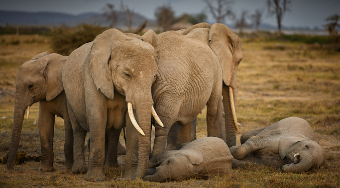 Elefantes asiáticos entierran sus pequeños muertos y los lloran