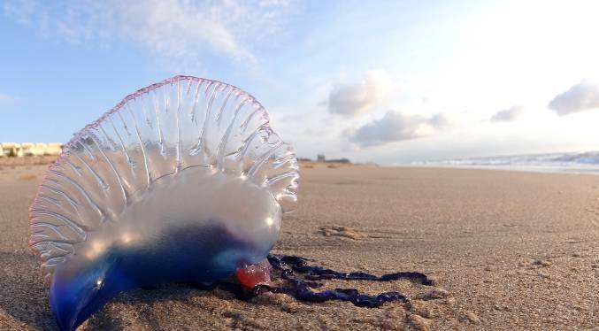 Alertan sobre presencia de falsas medusas en el Litoral Central