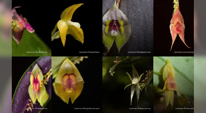 Descubren 8 nuevas especies de orquídeas en Colombia bautizadas con nombres de mujeres