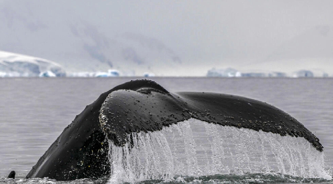 Rey maorí de Nueva Zelanda pide otorgar personalidad jurídica a las ballenas