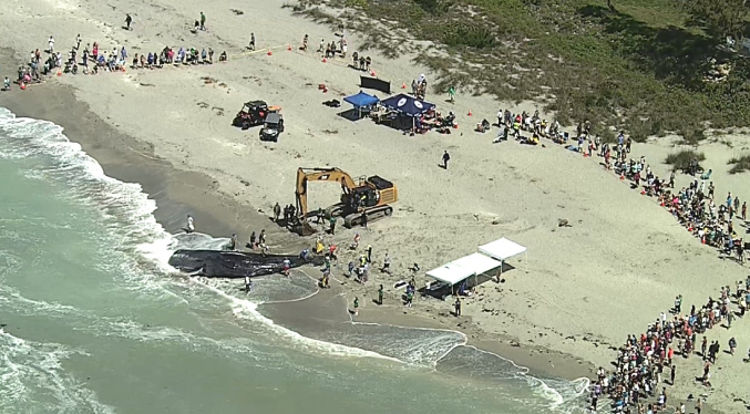 Enorme ballena fallece tras quedar varada en playa de Florida