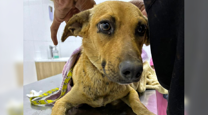 Polimaracaibo ayuda en el rescate de dos perros en estado de abandono en Juana de Ávila
