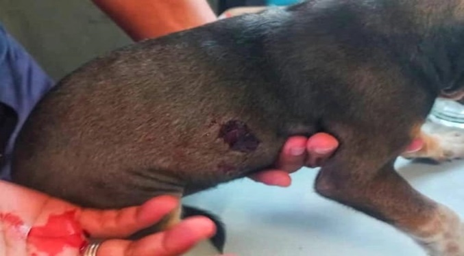 Detienen a un hombre en Santa Rosa de Agua por agredir a un perro con arma blanca