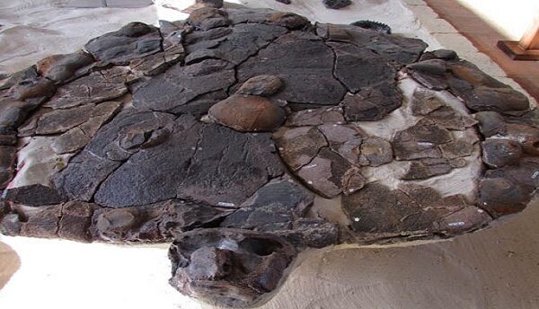 Científicos encuentran en Colombia un fósil de tortuga gigante de hace 57 millones de años